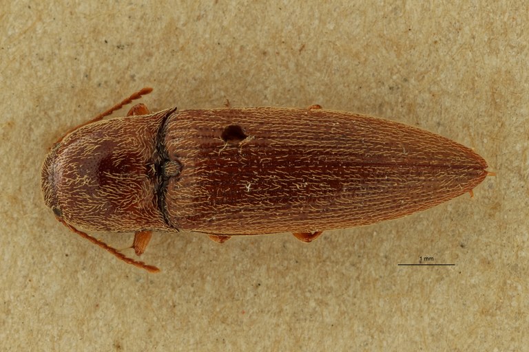Psephus puerilis plt D ZS PMax.jpg Psephus puerilis plt D ZS PMax.jpg