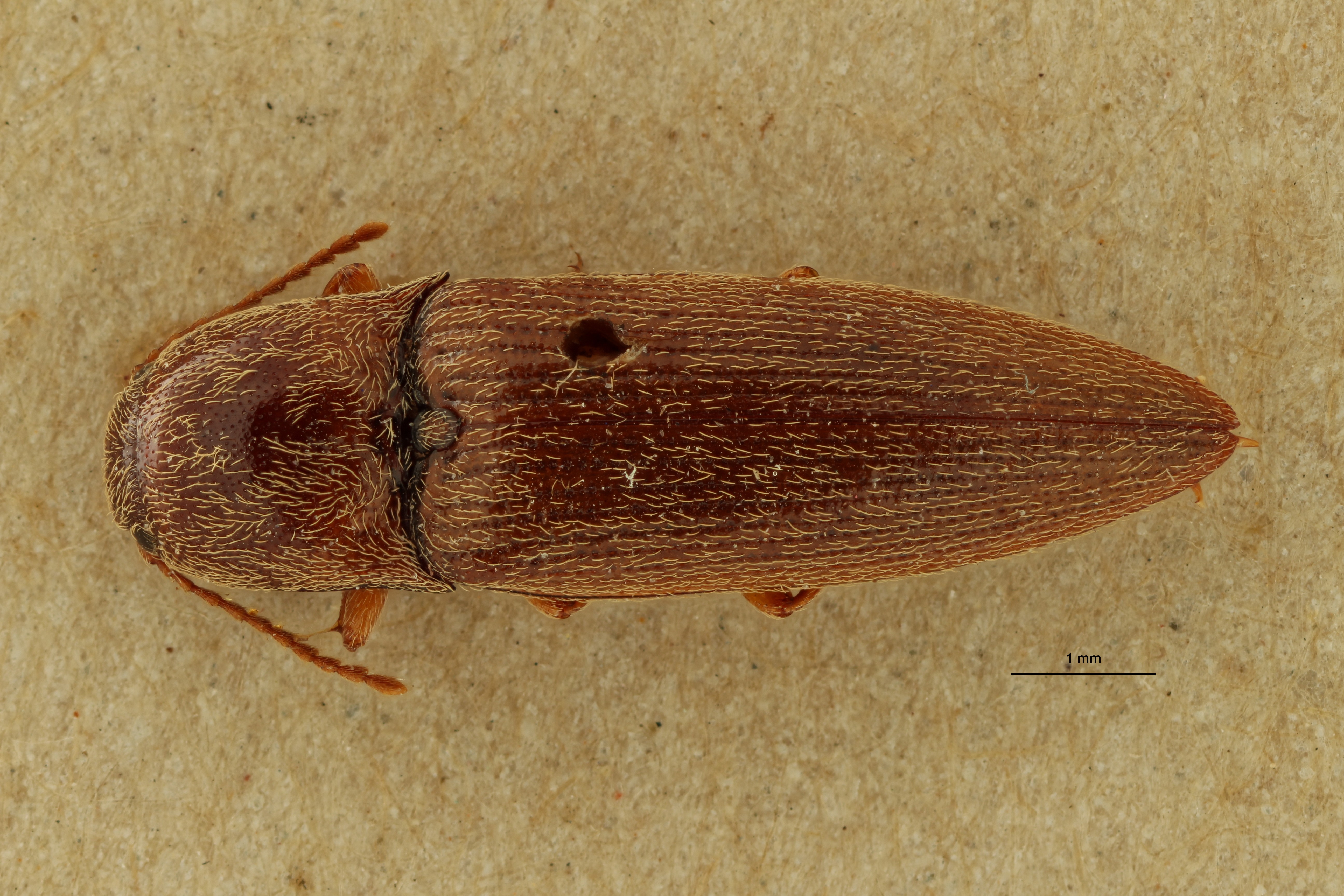 Psephus puerilis plt D ZS PMax.jpg