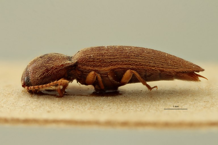 Psephus puerilis plt L ZS PMax.jpg Psephus puerilis plt L ZS PMax.jpg