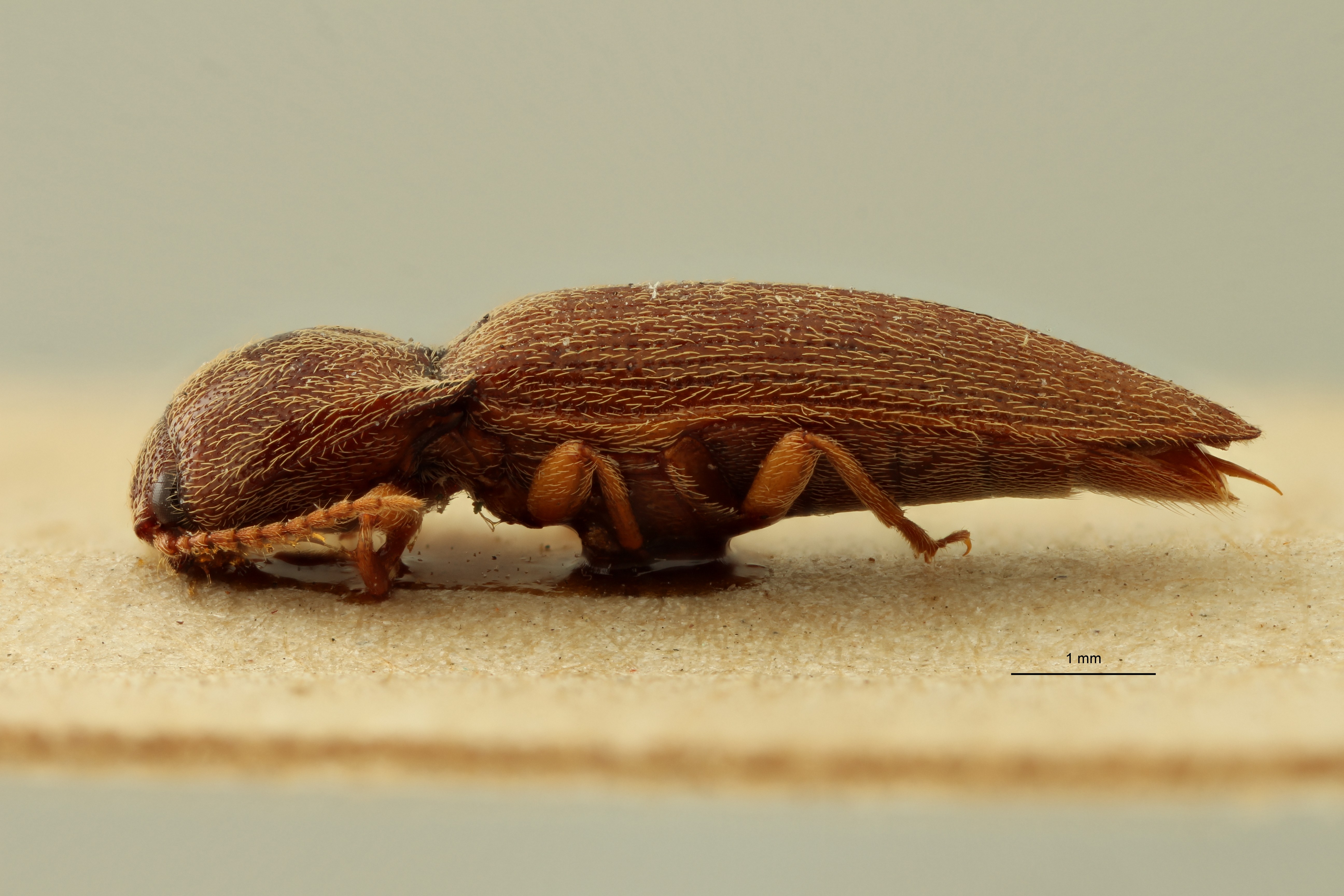 Psephus puerilis plt L ZS PMax.jpg