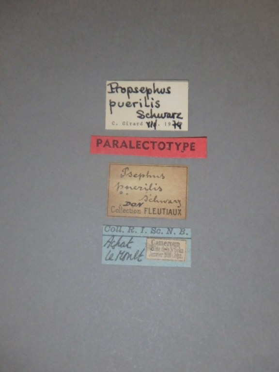 Psephus puerilis plt Labels.jpg Psephus puerilis plt Labels.jpg