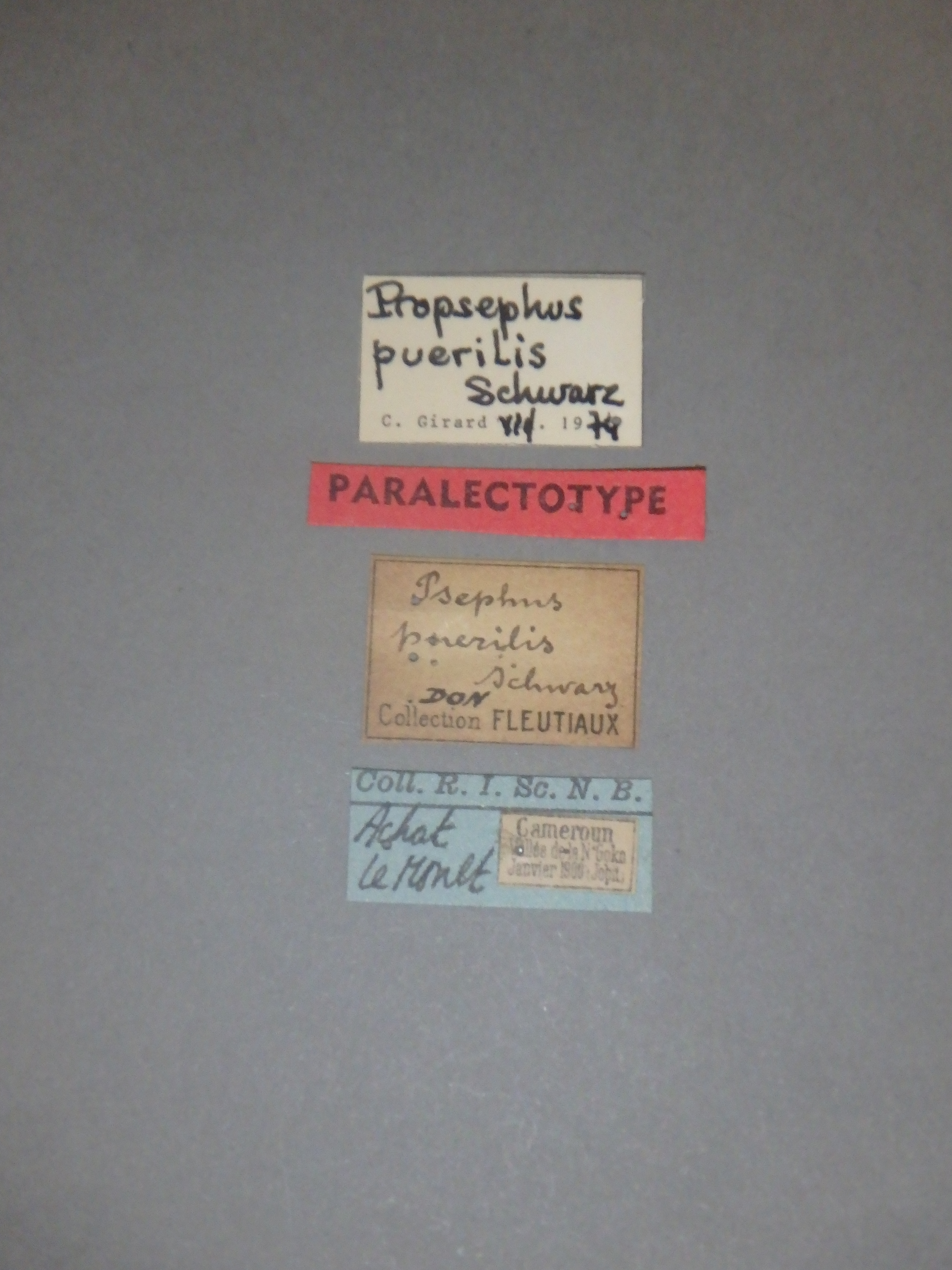 Psephus puerilis plt Labels.jpg