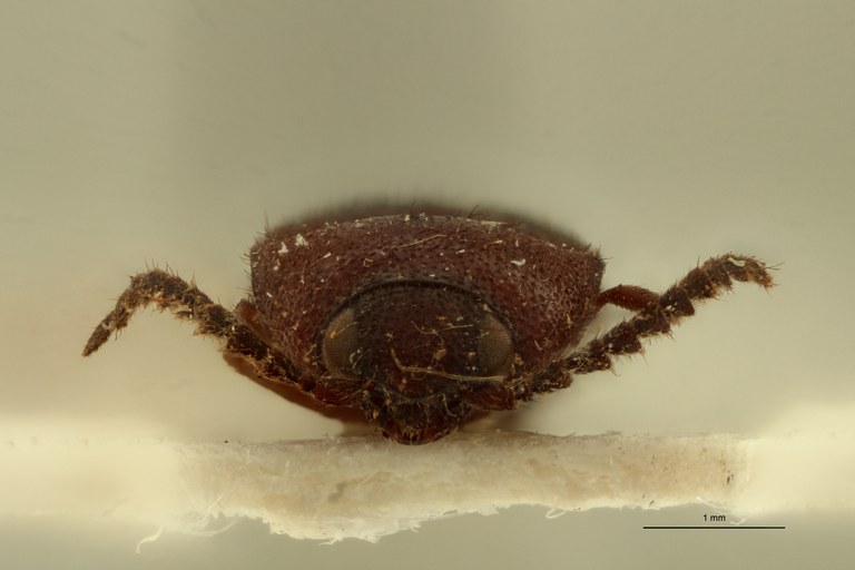 Psephus sanguinolentus lt F.jpg Psephus sanguinolentus lt F.jpg
