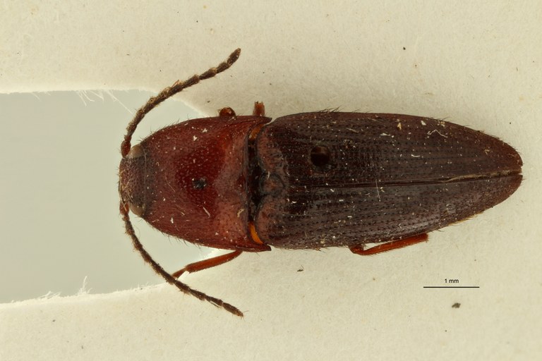 Psephus sanguinolentus lt Dg.jpg Psephus sanguinolentus lt Dg.jpg