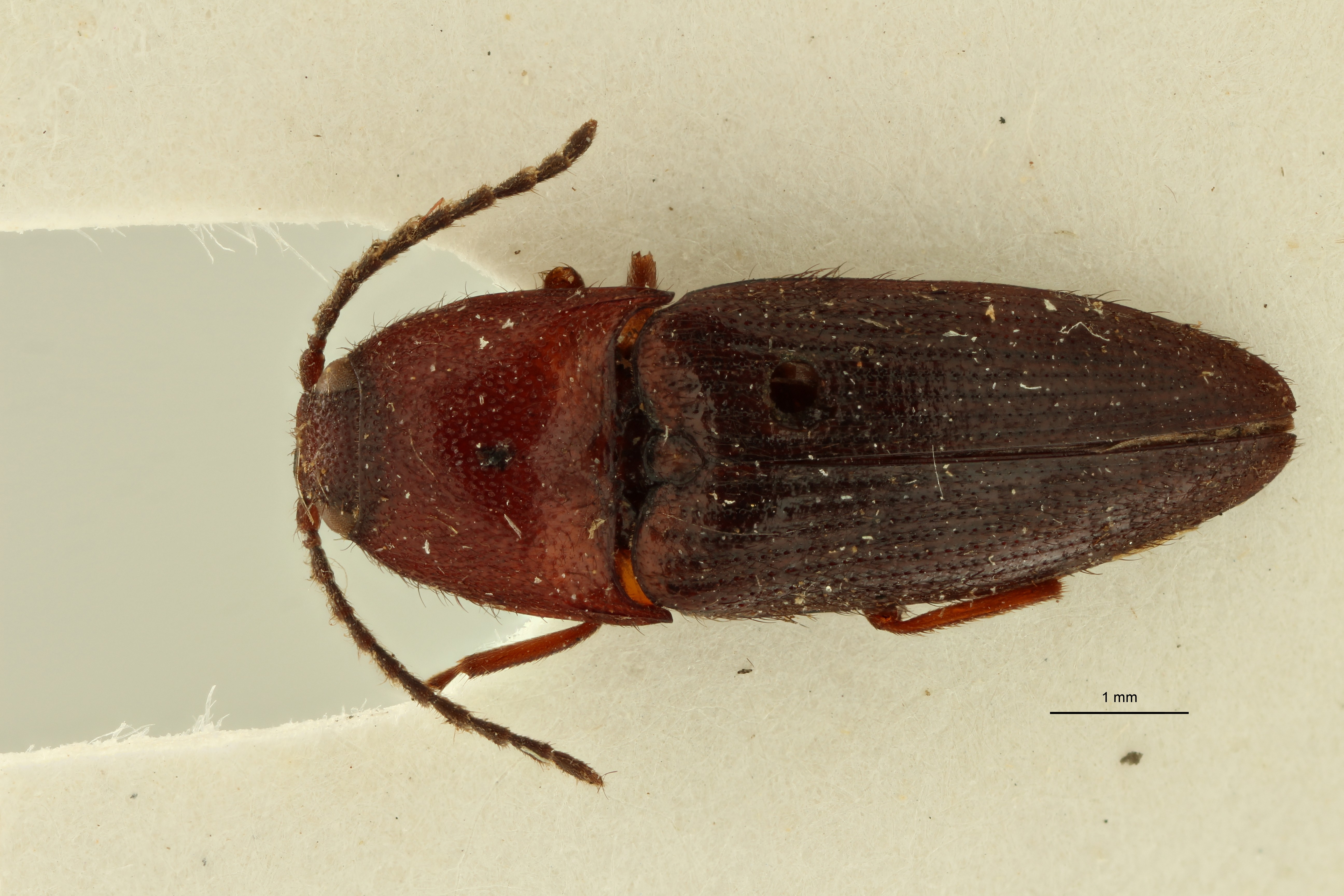 Psephus sanguinolentus lt Dg.jpg