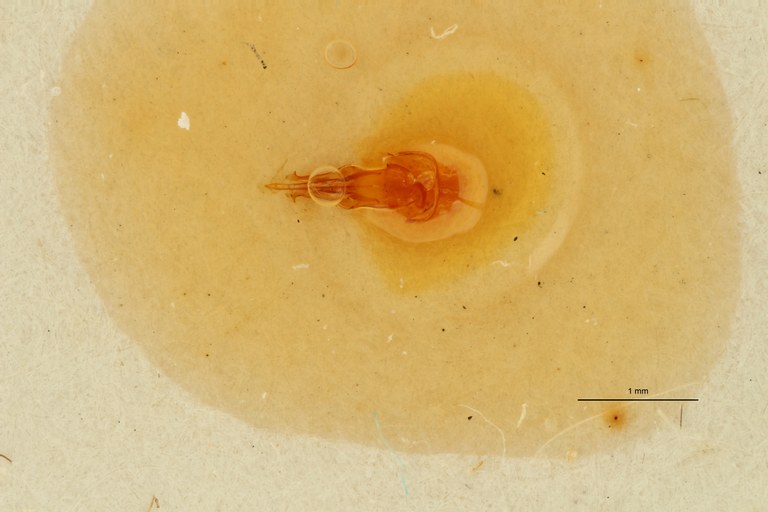 Psephus sanguinolentus lt Dge.jpg Psephus sanguinolentus lt Dge.jpg