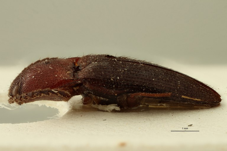 Psephus sanguinolentus lt L.jpg Psephus sanguinolentus lt L.jpg