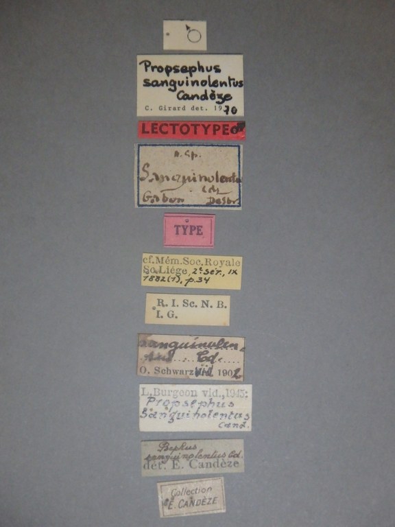 Psephus sanguinolentus lt Labels.jpg Psephus sanguinolentus lt Labels.jpg