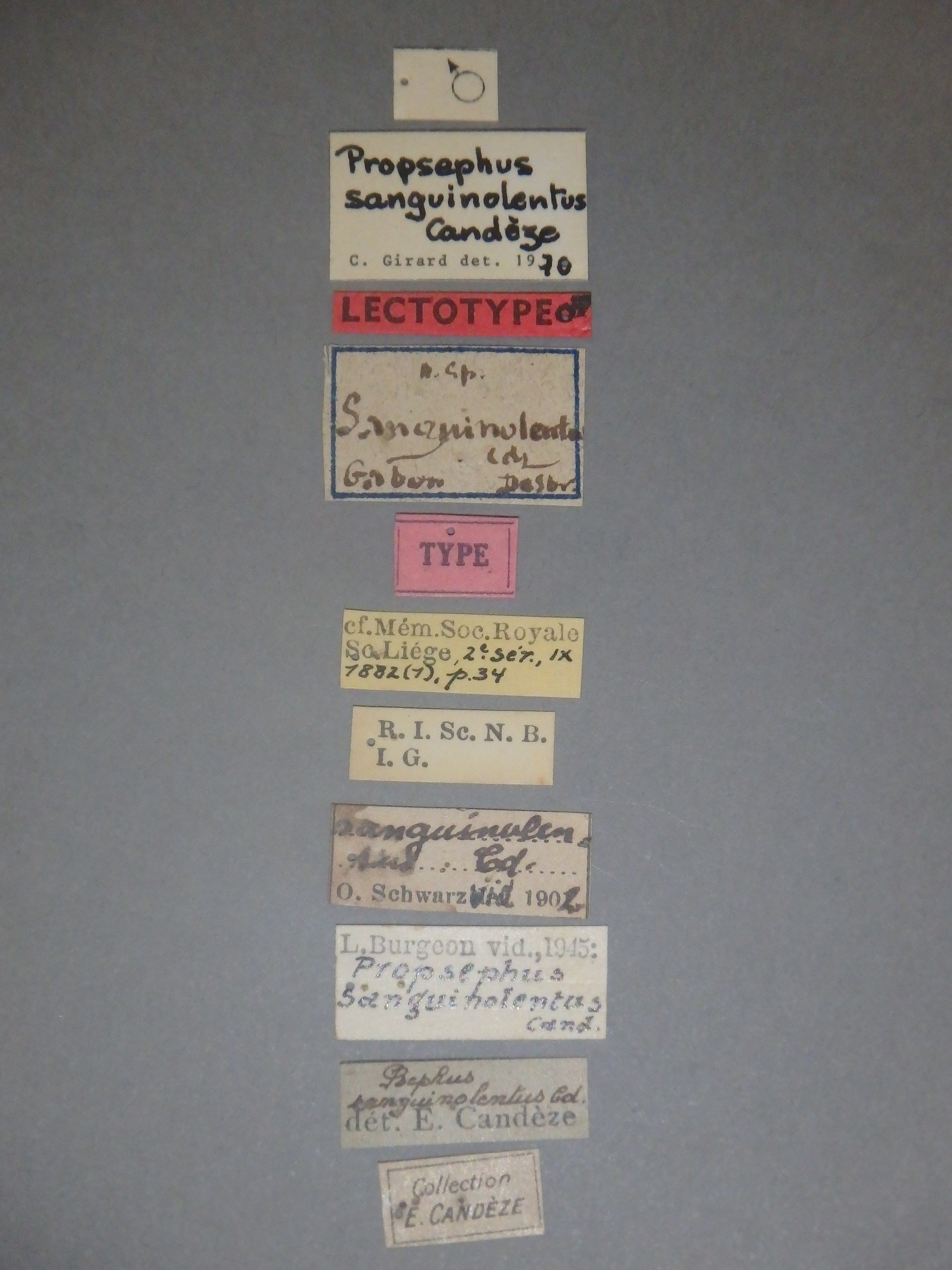 Psephus sanguinolentus lt Labels.jpg