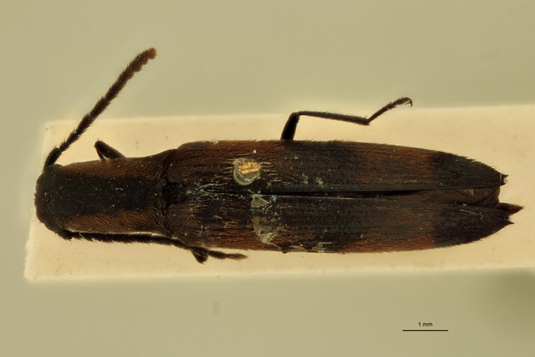 Smilicerus zonatus T D.jpg Smilicerus zonatus T D.jpg