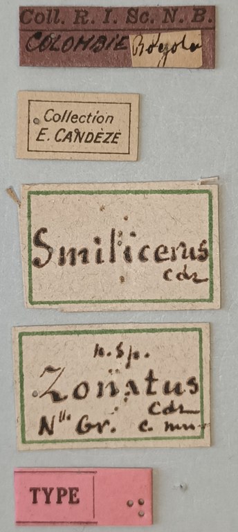 Smilicerus zonatus T Labels.jpg Smilicerus zonatus T Labels.jpg