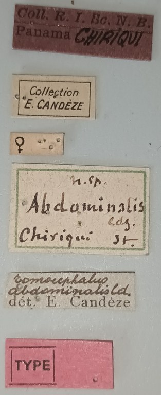 Tomicephalus abdominalis F T Labels.jpg