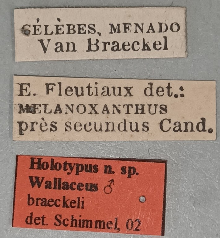 Wallaceus braeckeli M Ht Labels.jpg