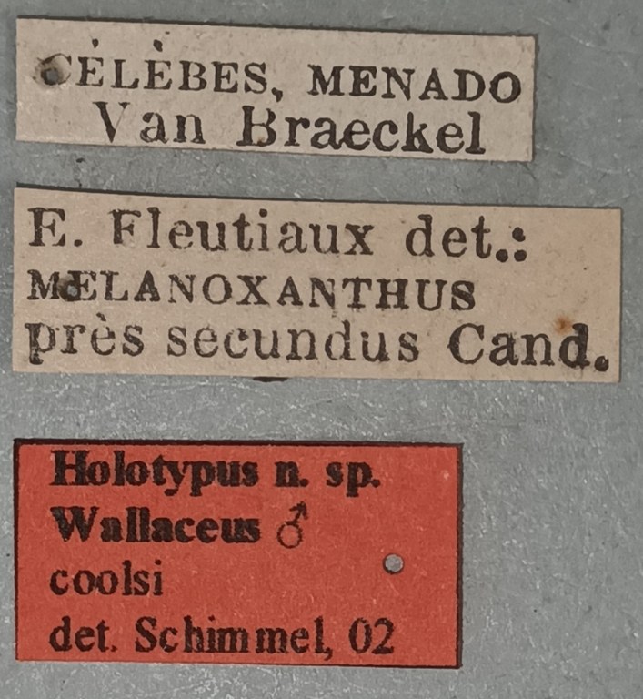 Wallaceus coolsi M Ht Labels.jpg