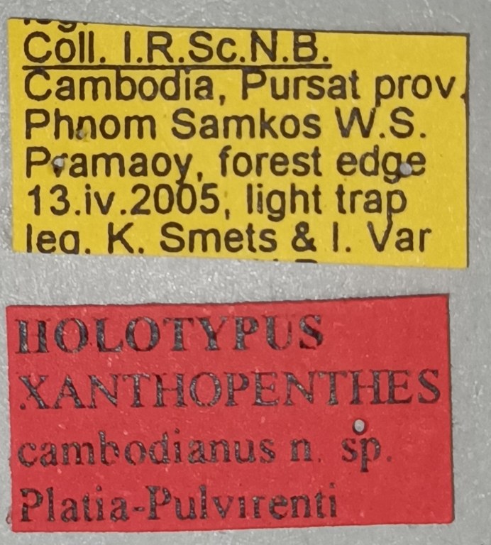 Xanthopenthes cambodianus M Ht Labels.jpg