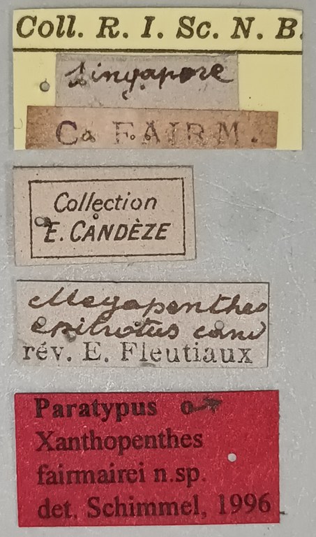 Xanthopenthes fairmairei M Pt Labels.jpg