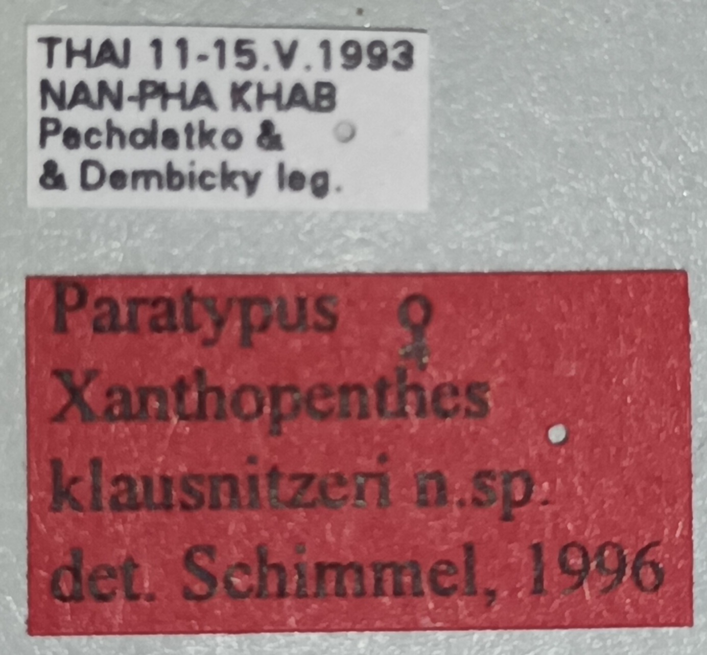 Xanthopenthes klausnitzeri F Pt Labels.jpg