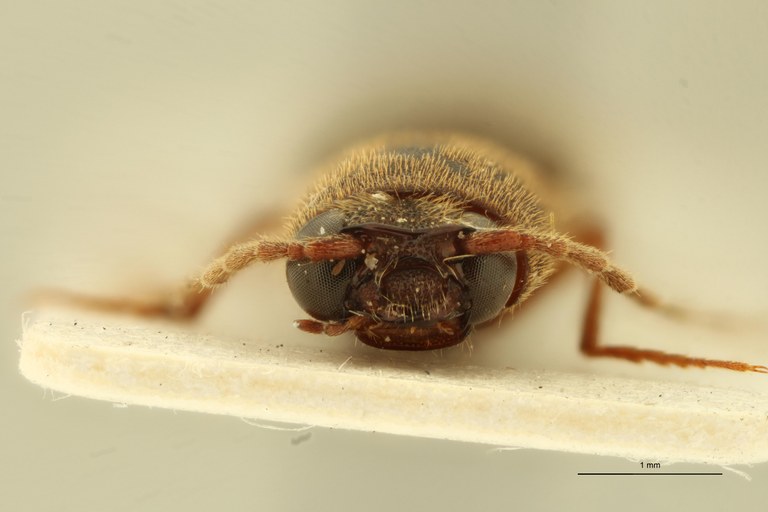 Xanthopenthes longicollis M Pt F.jpg