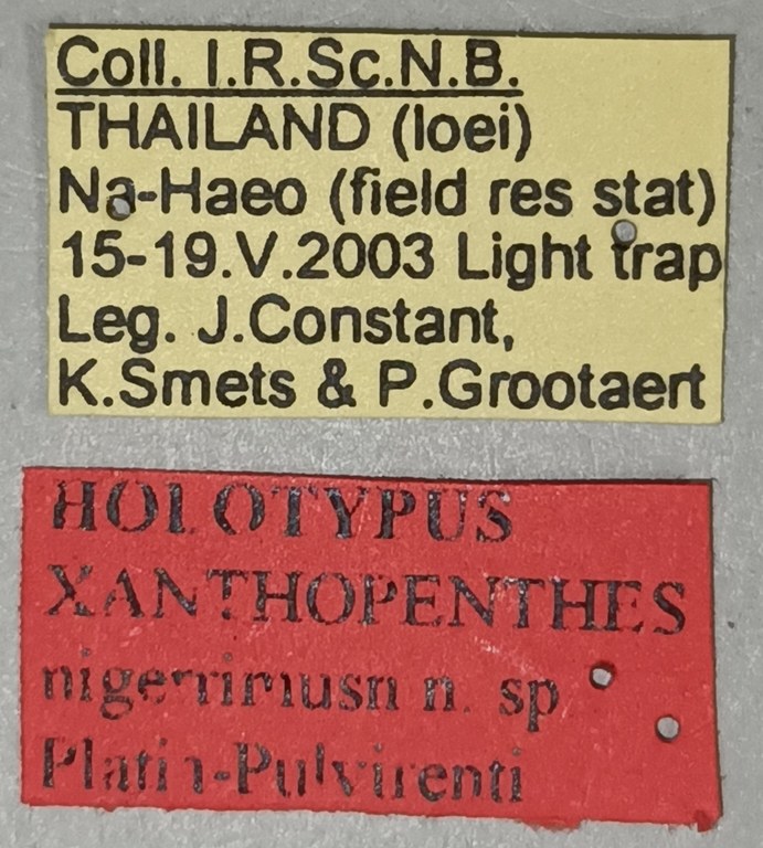 Xanthopenthes nigerrimus M Ht Labels.jpg