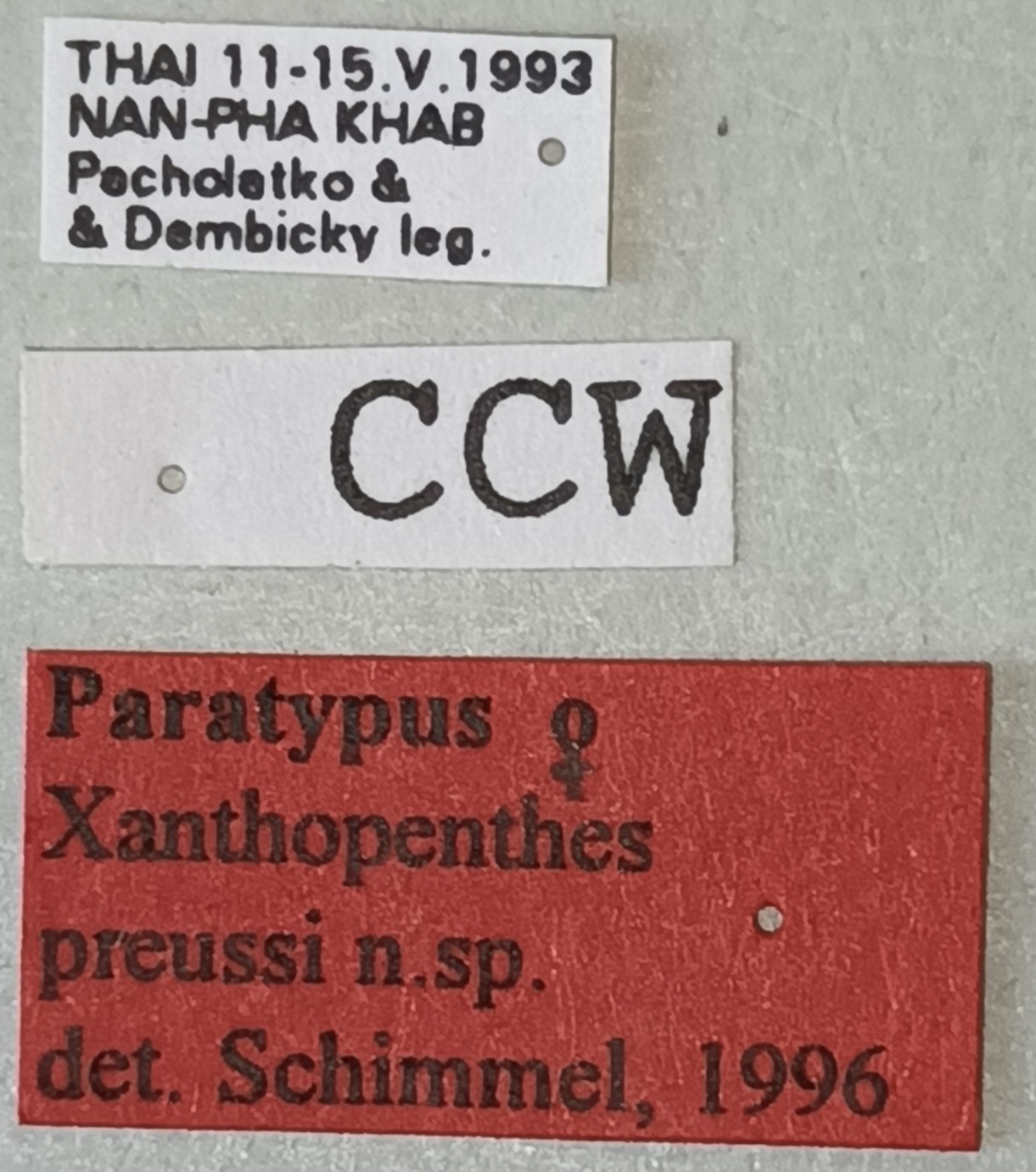 Xanthopenthes preussi F Pt Labels.jpg