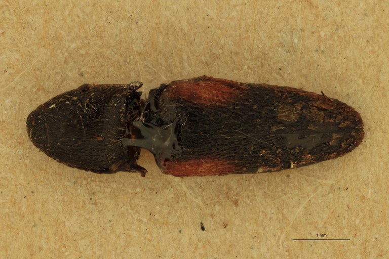 Anchastus humeralis T D.jpg