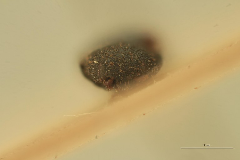 Anchastus humeralis T F.jpg