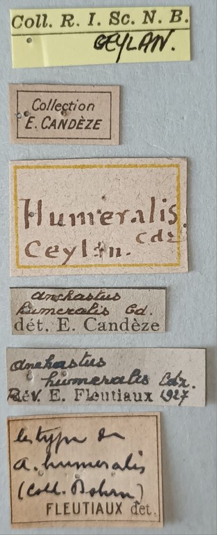Anchastus humeralis T Labels.jpg