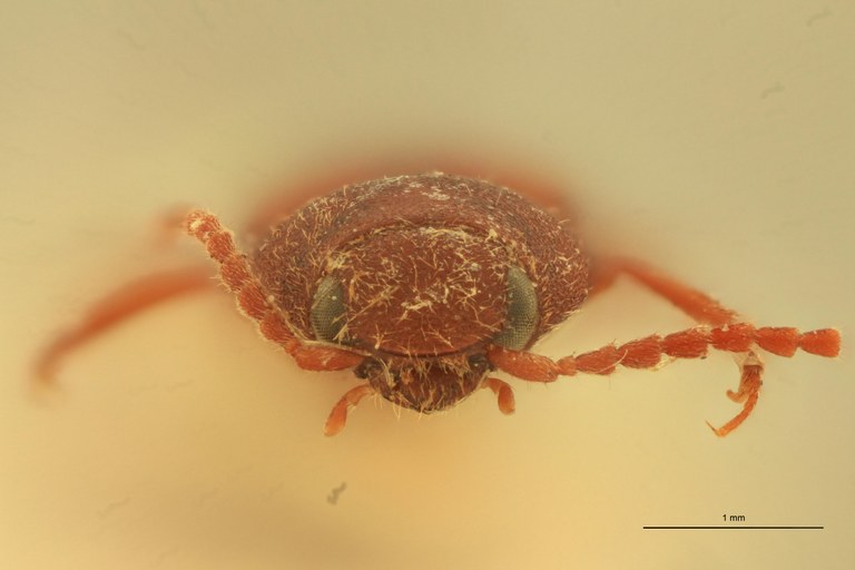 Anchastus impressicollis F At F.jpg Anchastus impressicollis F At F.jpg