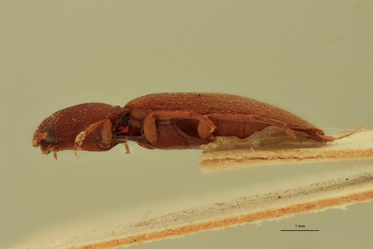 Anchastus impressicollis F At L.jpg Anchastus impressicollis F At L.jpg