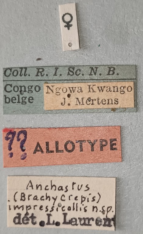 Anchastus impressicollis F At F.jpg Anchastus impressicollis F At F.jpg