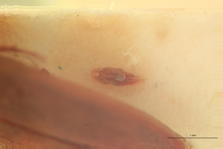 Anchastus impressicollis M T F.jpg