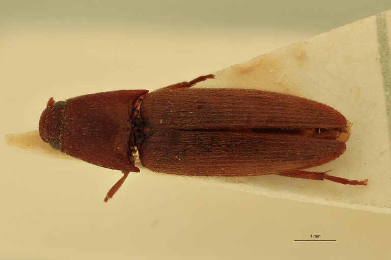 Anchastus impressicollis M T D.jpg
