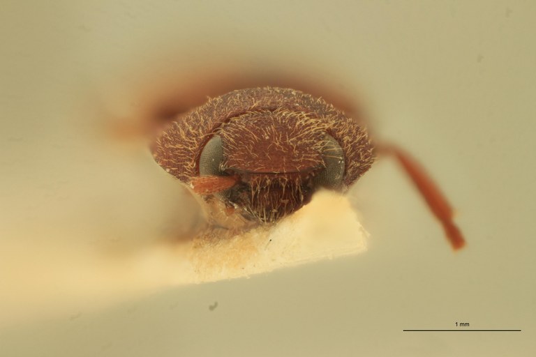 Anchastus impressicollis M T F.jpg