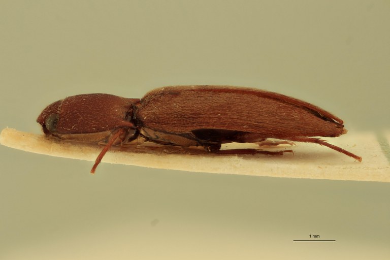 Anchastus impressicollis M T L.jpg