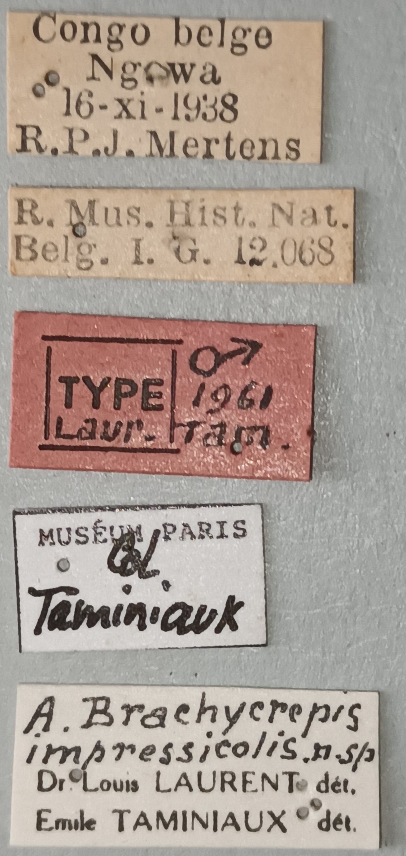 Anchastus impressicollis M T Labels.jpg