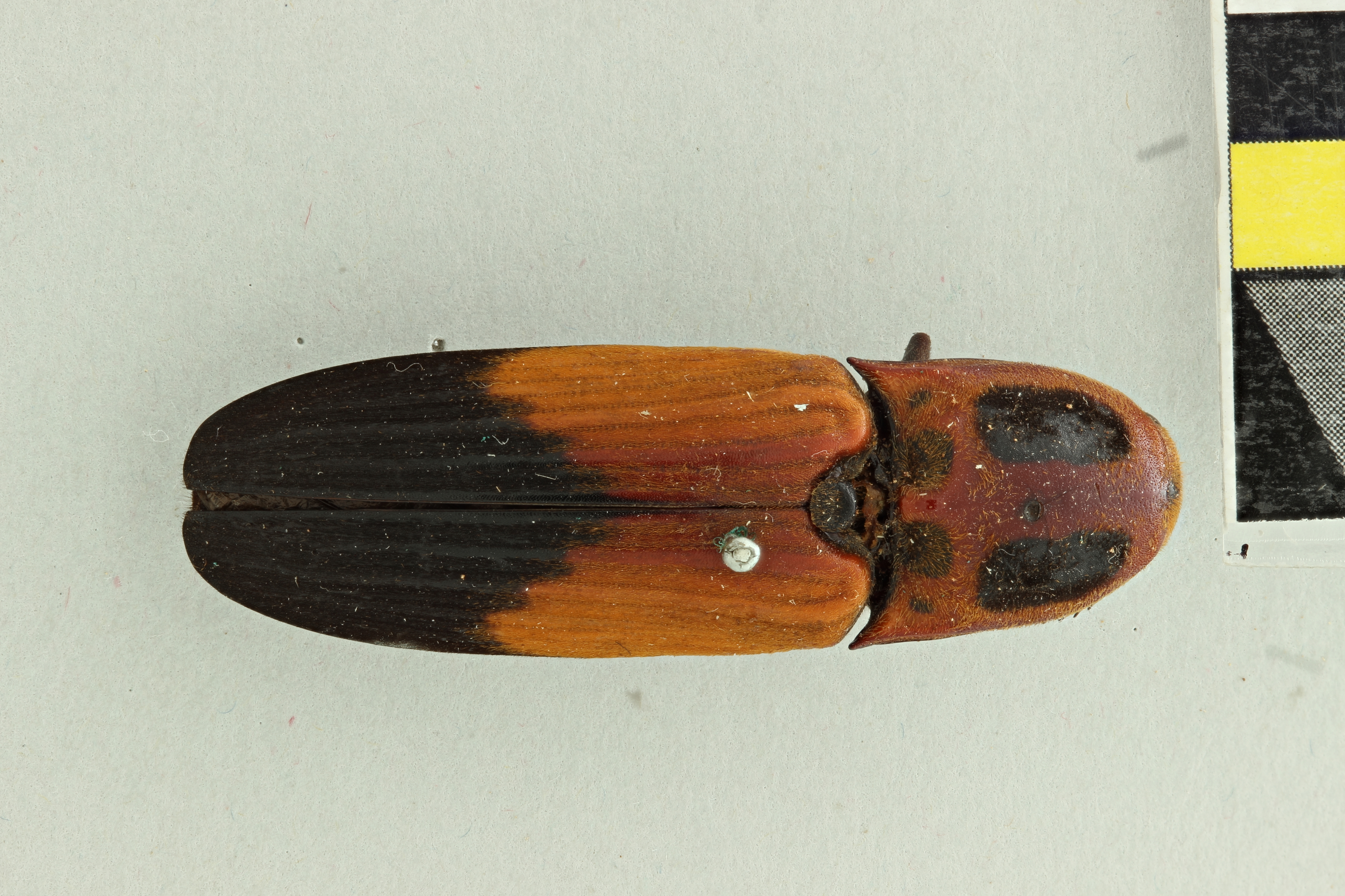 Hemirhipus elegantissimus T D.jpg