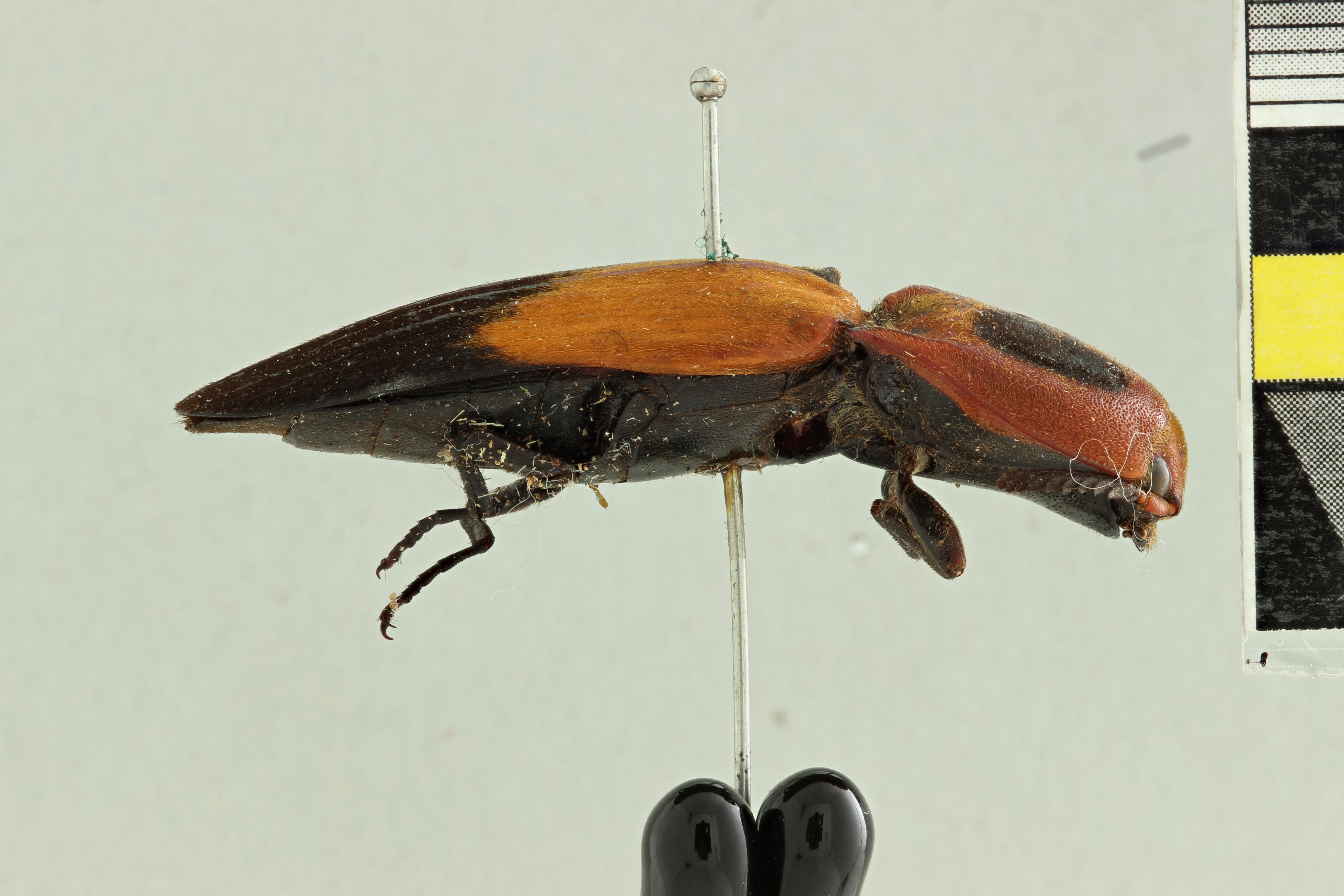 Hemirhipus elegantissimus T L.jpg