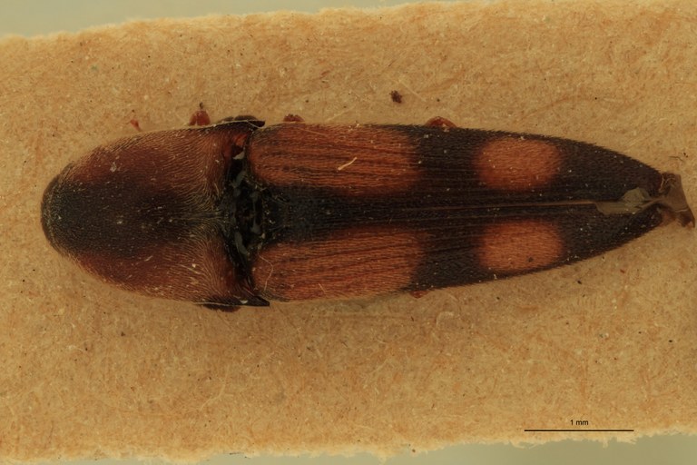 Abelater imuganus M Ht D.jpg Abelater imuganus M Ht D.jpg