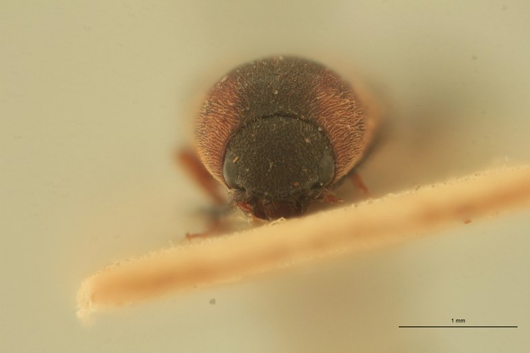 Abelater imuganus M Ht F.jpg Abelater imuganus M Ht F.jpg