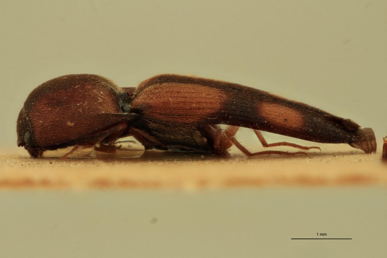 Abelater imuganus M Ht L.jpg Abelater imuganus M Ht L.jpg