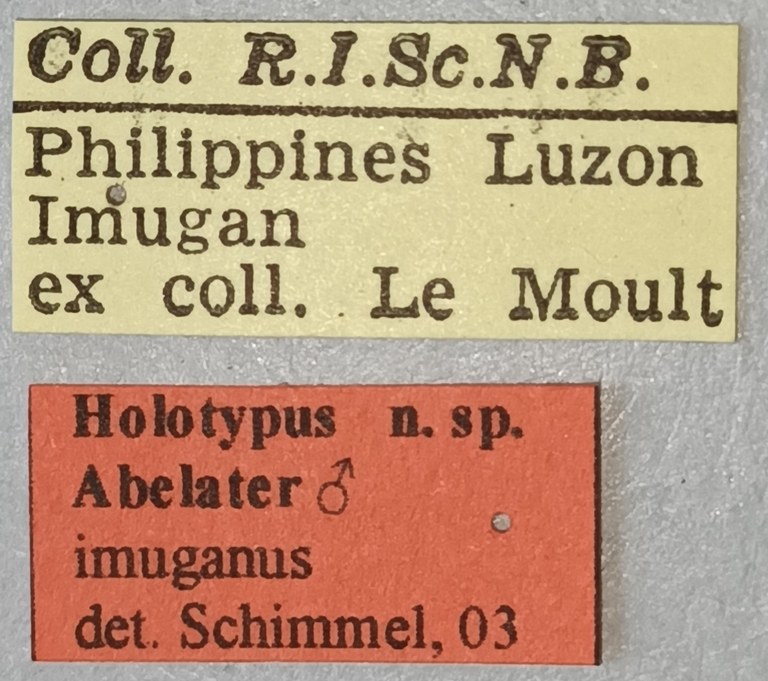 Abelater imuganus M Ht Labels.jpg