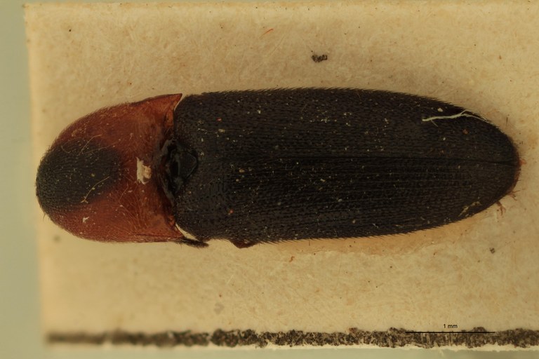 Abelater werneri F Pt D.jpg Abelater werneri F Pt D.jpg