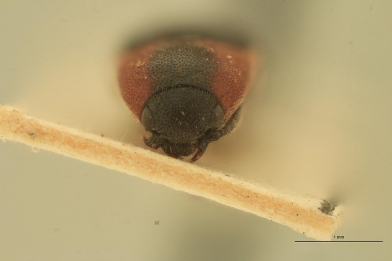 Abelater werneri F Pt F.jpg Abelater werneri F Pt F.jpg