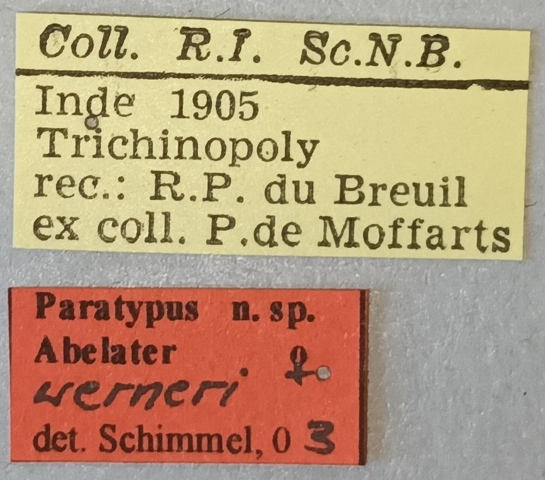 Abelater werneri F Pt Labels.jpg Abelater werneri F Pt Labels.jpg