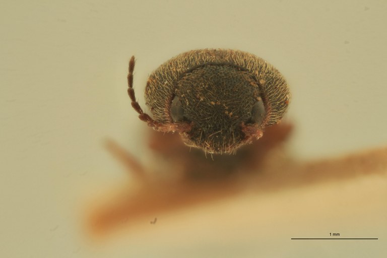 Agonischius salebrosus T F.jpg Agonischius salebrosus T F.jpg