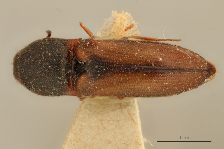 Agonischius salebrosus T D.jpg Agonischius salebrosus T D.jpg