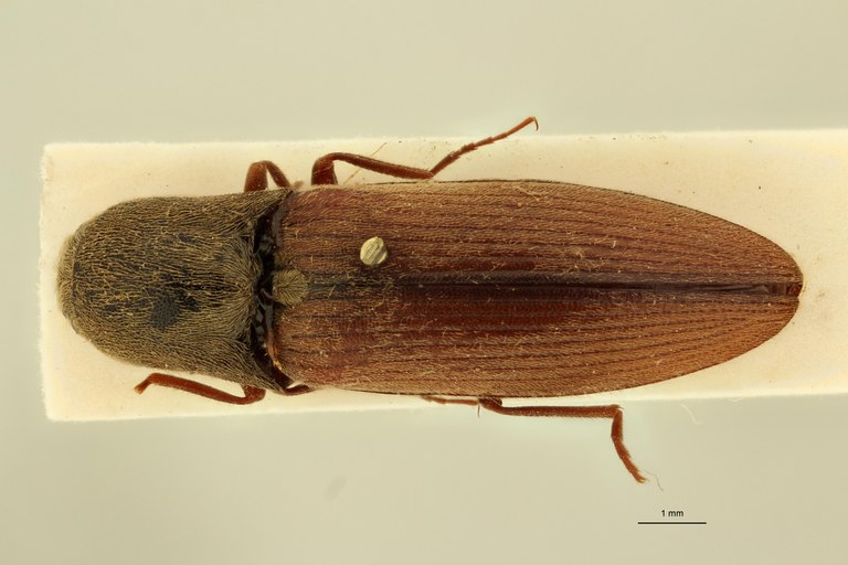 Agriotes dahuricus T D.jpg Agriotes dahuricus T D.jpg