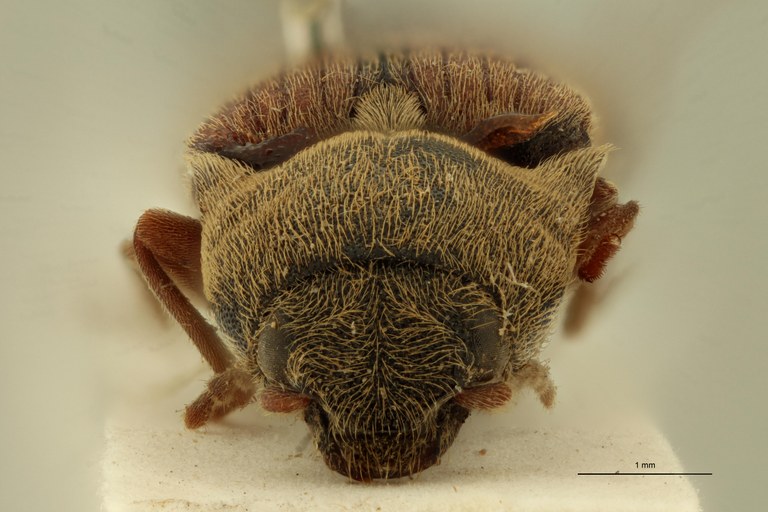 Agriotes dahuricus T F.jpg Agriotes dahuricus T F.jpg