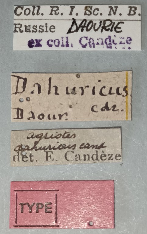 Agriotes dahuricus T Labels.jpg Agriotes dahuricus T Labels.jpg