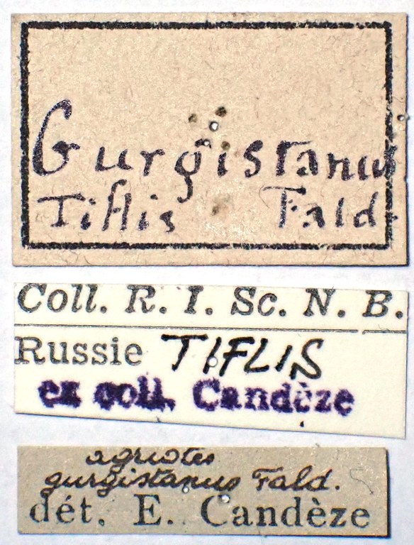Agriotes gurgistanus labels Agriotes gurgistanus labels